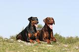 DOBERMANN 196